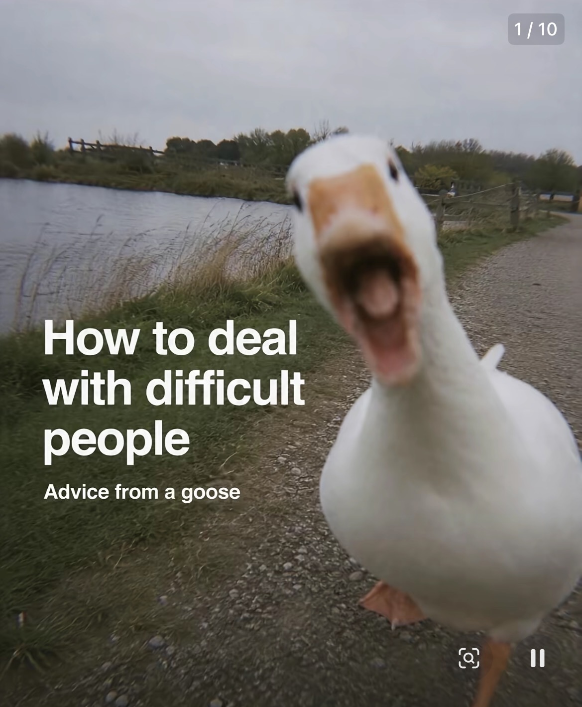 A white goose walking by a lake