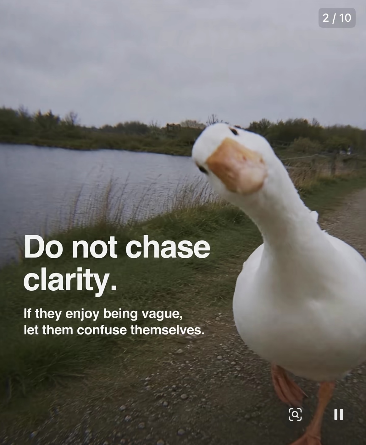 Goose leaning toward the camera by a lake
